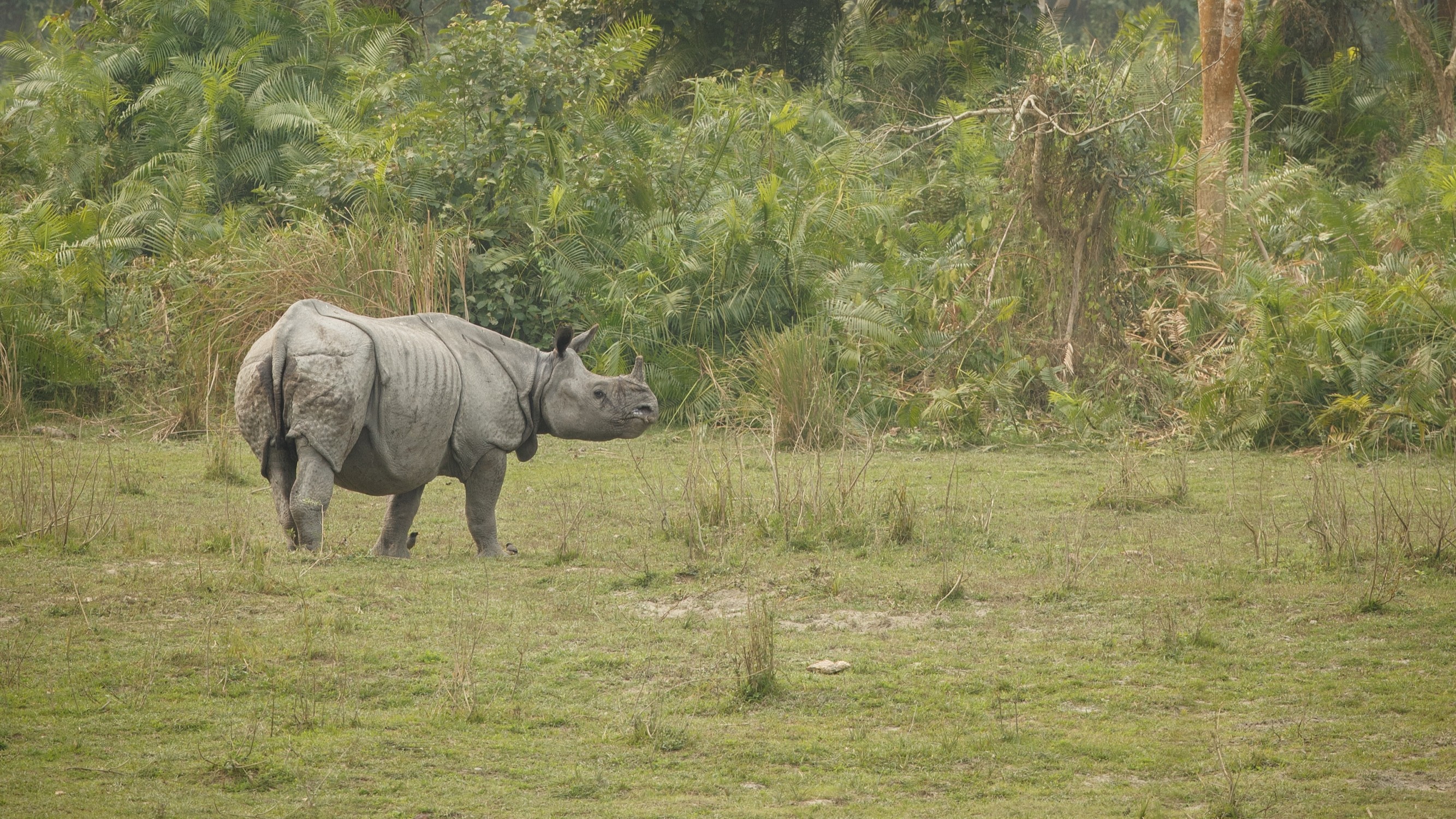 Golden Triangle City Tour: Nagarkot, Kathmandu, Pokhara & Chitwan 7-Night Adventure